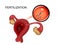 The female reproductive organs. sperm