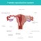 The female reproductive system.