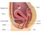 Female reproductive system