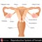 Female Reproductive System