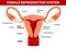 Female reproductive system