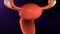 Female reproductive system