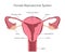 Female Reproductive System