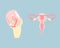 Female reproductive system, internal organs anatomy body part nervous system