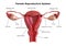 Female reproductive system. Internal view of the uterus with cross section