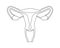 Female reproductive system in line style. Anatomically correct female reproductive organs. Medical educational content