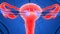 Female Reproductive System with nervous system and urinary bladder