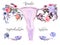 Female reproductive system scheme painted in watercolor on clean white background