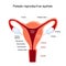 Female reproductive system. Uterus anatomy