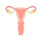 Female reproductive system vector