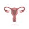 female reproductive system women uterus ovary icon