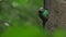 Female of Resplendent quetzal