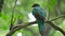 Female of Resplendent quetzal
