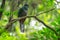 Female of resplendent quetzal