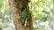 female resplendent quetzal works on a nest hollow in a dead tree