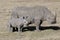 Female rhino with cub standing in the African savanna