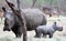 Female rhino with her baby rhino in the Savanna