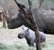 Female rhino with her baby rhino in the Savanna