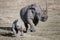 Female rhino and her baby running on the African savannah a photographer