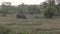 Female rhinoceros with a baby graze in the meadow and run away from heavy rain