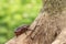 Female rhinoceros beetle crawling up the tree