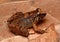 Female Rhinoceros frog on leaf litter