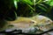 Female of Rhodeus amarus, European wild fish live peaceful with crucian carp in a densely planted natural freshwater biotope