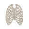 Female Ribcage Skeleton on white. Front view. 3D illustration