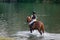 Female rider on a horse riding in the river towards the setting sun