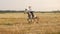 female rider rides on horseback across the field. Sunset, summer, outdoor. Active lifestyle. Sports training, horse