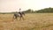 female rider rides on horseback across the field. Sunset, summer, outdoor. Active lifestyle. Sports training, horse