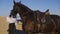 Female rider training horse in sunny summer mountains holding bridle smiling as gorgeous graceful animal walking around