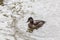 Female Ring necked Duck