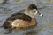 Female Ring-Necked Duck