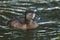 A female Ring-necked Duck, Aythya collaris, swimming on a pond at Slimbridge wetland wildlife reserve.