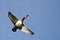 Female Ring-Necked Duck Flying in a Blue Sky