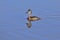 Female Ring-necked Duck Swimming In A Lake