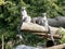 female Ring-tailed Lemur, Lemur catta, with her young sits on a massive trunk