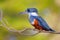 Female Ringed Kingfisher, Megaceryle Torquata, a large and noisy kingfisher bird, Pantanal, Brazil, South America