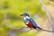 Female Ringed Kingfisher, Megaceryle Torquata, a large and noisy kingfisher bird, Pantanal, Brazil, South America