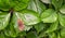 Female Ringlet butterfly, settled on Virginia creeper leaf.