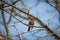 Female Robin On Branch