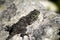 Female rock agama lizard (Agama atra)