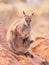 Female Rock Wallaby, Petrogale, with a cub watching out on a rocky outcrop in the outback