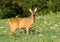 Female roe deer