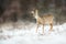 Female roe deer with broken ear on a meadow in snowfall in wintertime