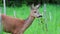 Female roe deer on green meadow. Wild roe deer in nature, Capreolus capreolus
