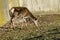 Female Roe Deer, hind or Capreolus capreolus walk in a park