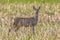 Female Roe deer standing in rural field