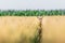 Female roe deer in wheat field. European wildlife.